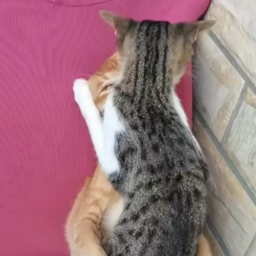 Cat 1